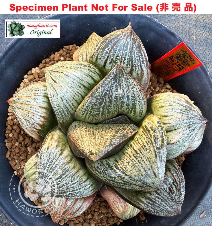 'The Sphinx'「ザ・スフィンクス」K-168 (Large Size Plant) 'The Sphinx'「ザ・スフィンクス」K-168 (Large Size Plant)