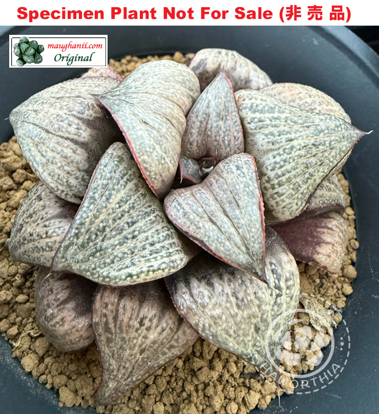 splendens 'Q-019' (Medium Size Plant)