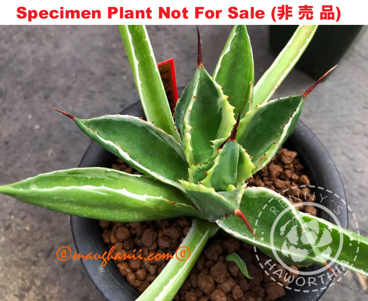 Agave 'Cubic' (Medium Size Plant) - Click Image to Close