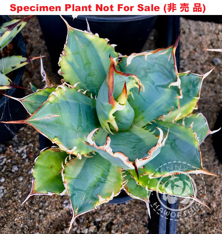 Agave titanota marginata ティタノータ覆輪錦 (Large Size Plant