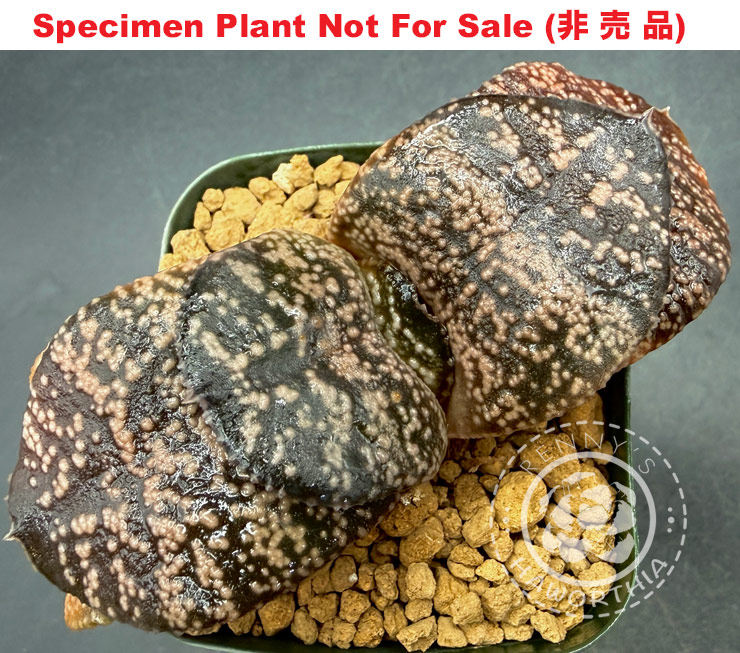 AA 2026 (Large Size Plant)