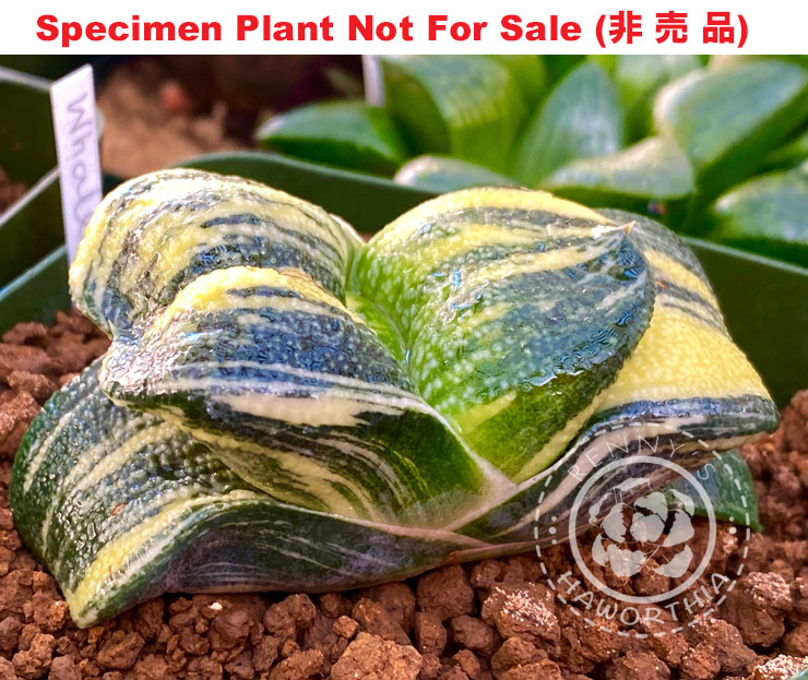 G. armstrongii 'Kujira'「クジラ」(Plant A) (Small Size Plant) G. armstrongii 'Kujira'「クジラ」(Plant A) (Small Size Plant)