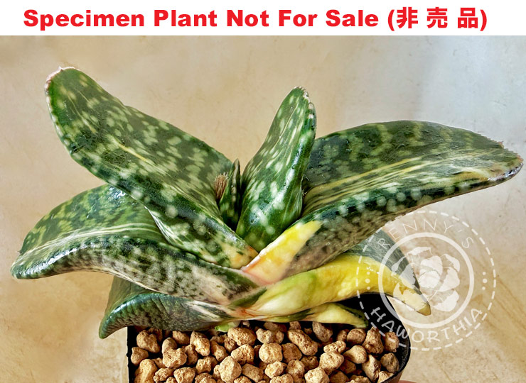 G. cv 'Sea Monster'「海の怪物」(Plant A) (Large Size Plant) G. cv 'Sea Monster'「海の怪物」(Plant A) (Large Size Plant)