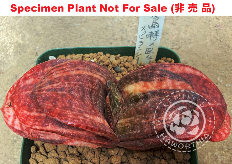 G. ellaphiae x (armstrongii x pillansi) (Large Size Plant) G. ellaphiae x (armstrongii x pillansi) (Large Size Plant)
