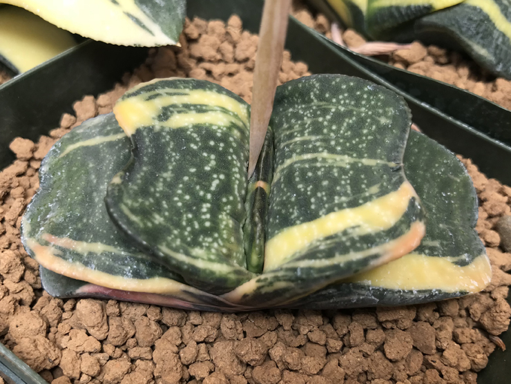 G-47 G. cv 'Chibi Hotaru' varie, 20 fresh seeds 2024 G-47 G. cv 'Chibi Hotaru' varie, 20 fresh seeds 2024