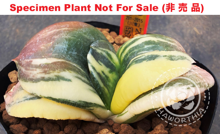 G-77 G. cv '201-2015' varie, 20 fresh seeds 2024 G-77 G. cv '201-2015' varie, 20 fresh seeds 2024