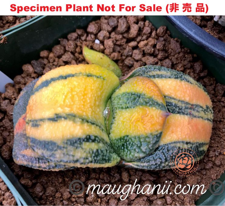 G-50 G. cv 'Banana' varie, 20 fresh seeds 2024 G-50 G. cv 'Banana' varie, 20 fresh seeds 2024