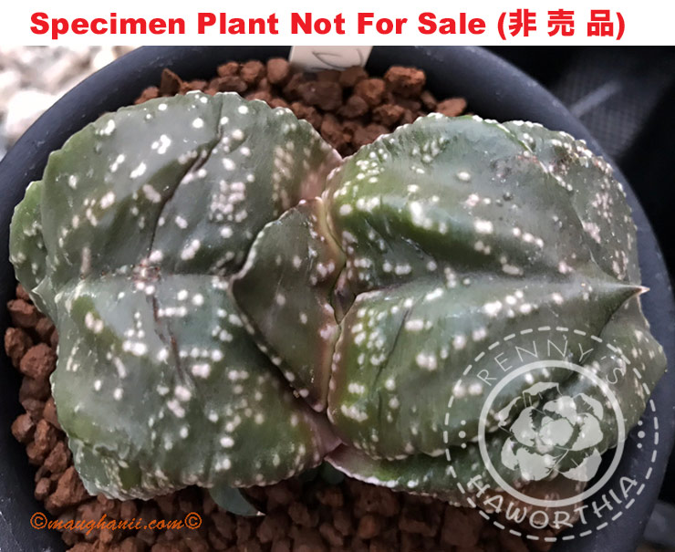 G-45 G. cv 'Big Dipper', 20 fresh seeds 2024 G-45 G. cv 'Big Dipper', 20 fresh seeds 2024