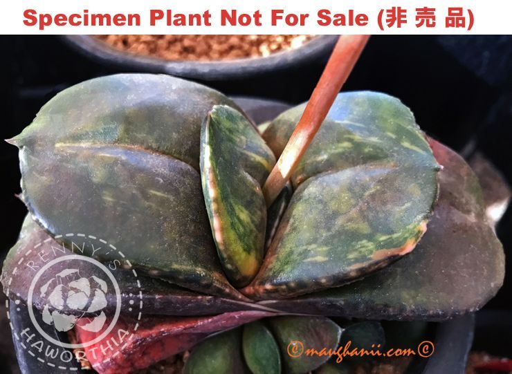 G-65 G. cv 'Black Beetle' varie, 20 fresh seeds 2024 G-65 G. cv 'Black Beetle' varie, 20 fresh seeds 2024