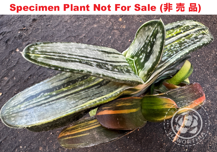 G-29 G. hyb 'Blue Ice hybrid' variegate, 20 fresh seeds 2024 G-29 G. hyb 'Blue Ice hybrid' variegate, 20 fresh seeds 2024