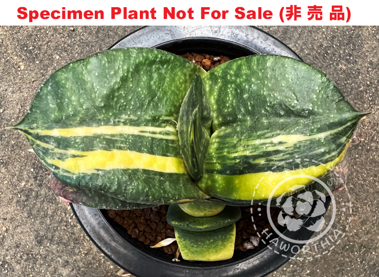 G-37 G. cv 'Egypt' variegate, 20 fresh seeds 2024 G-37 G. cv 'Egypt' variegate, 20 fresh seeds 2024