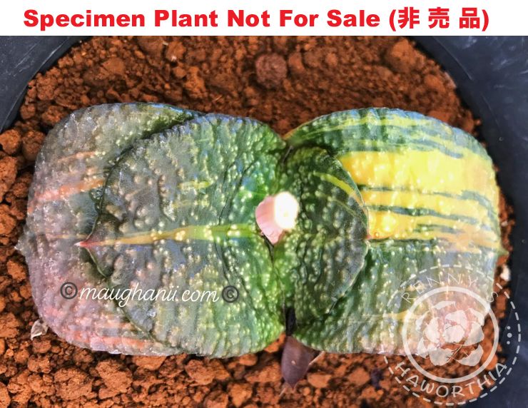 G-46 G. armstrongii 'GN-007' varie, 20 fresh seeds 2024 G-46 G. armstrongii 'GN-007' varie, 20 fresh seeds 2024