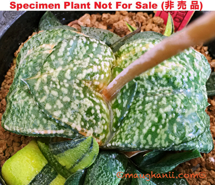 G-66 G. cv 'GN-010' varie, 20 fresh seeds 2024 G-66 G. cv 'GN-010' varie, 20 fresh seeds 2024
