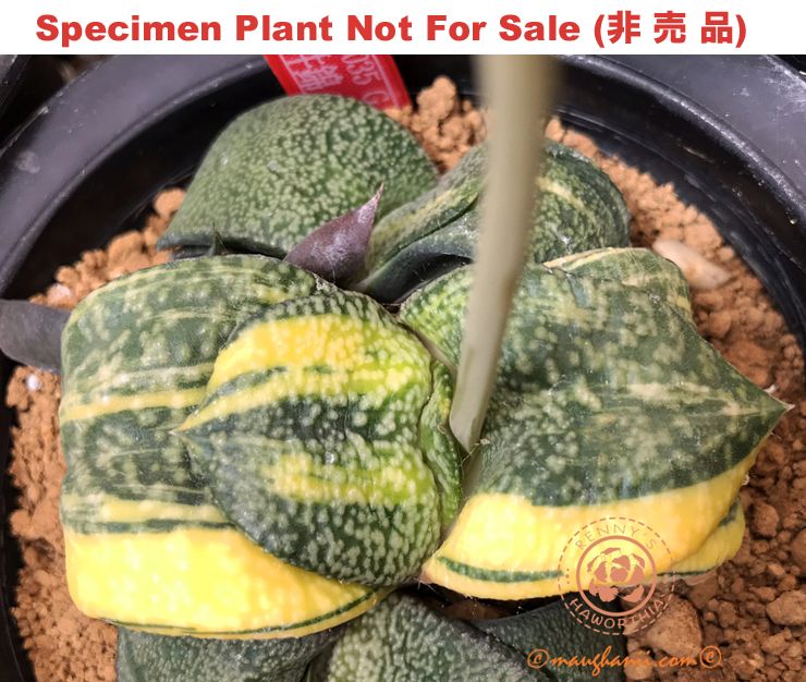 G-61 G. cv 'GN035' varie, 20 fresh seeds 2024 G-61 G. cv 'GN035' varie, 20 fresh seeds 2024