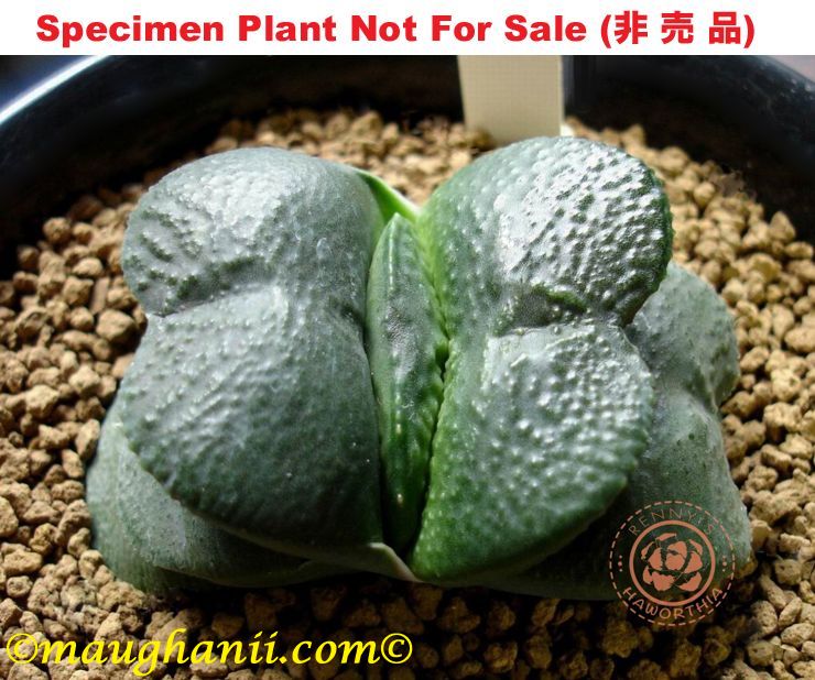 G-42 G. cv 'Gunpai', 20 fresh seeds 2024 G-42 G. cv 'Gunpai', 20 fresh seeds 2024