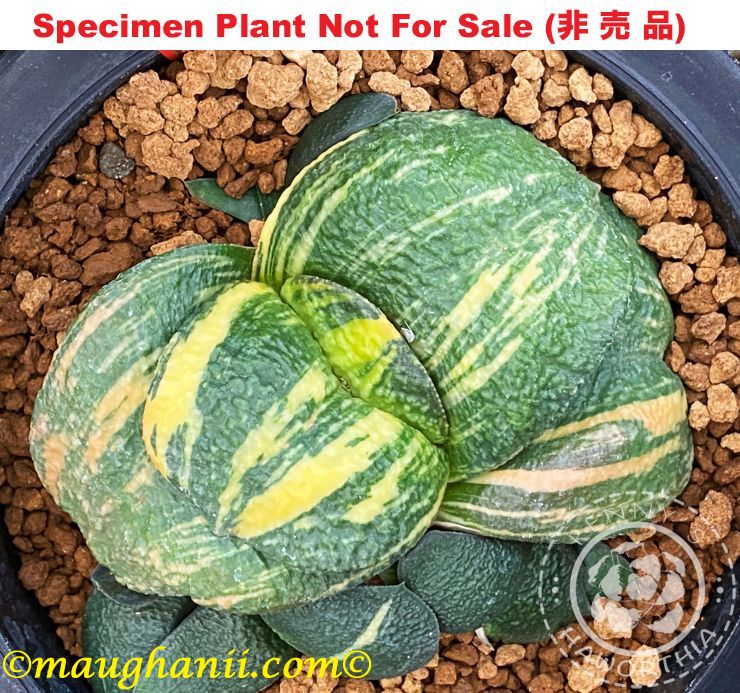 G-51 G. cv 'Hercules' varie, 20 fresh seeds 2024 G-51 G. cv 'Hercules' varie, 20 fresh seeds 2024