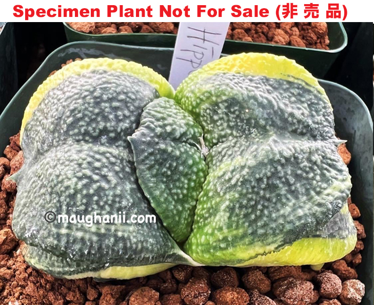 G-33 G. cv 'Hippo' variegate, 20 fresh seeds 2024 G-33 G. cv 'Hippo' variegate, 20 fresh seeds 2024