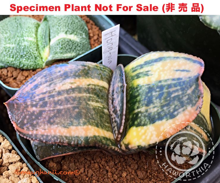 G-30 G. cv 'Hong Wa' variegate, 20 fresh seeds 2024 G-30 G. cv 'Hong Wa' variegate, 20 fresh seeds 2024