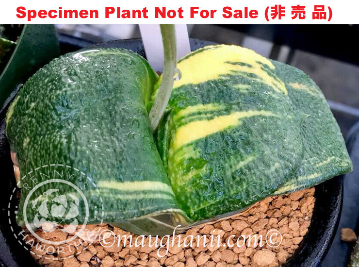 G-75 G. cv 'Hulk' varie, 20 fresh seeds 2024 G-75 G. cv 'Hulk' varie, 20 fresh seeds 2024