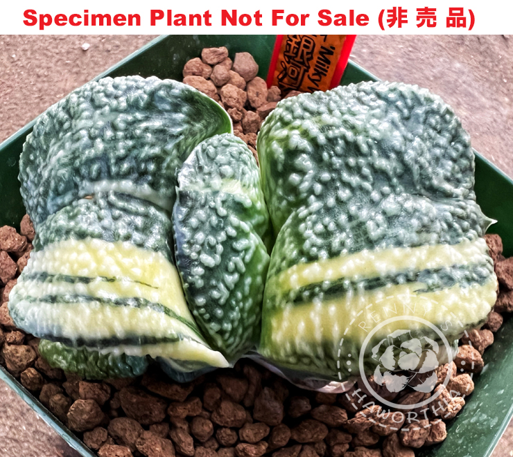 G-32 G. cv 'Milky Way' variegate, 20 fresh seeds 2024 G-32 G. cv 'Milky Way' variegate, 20 fresh seeds 2024