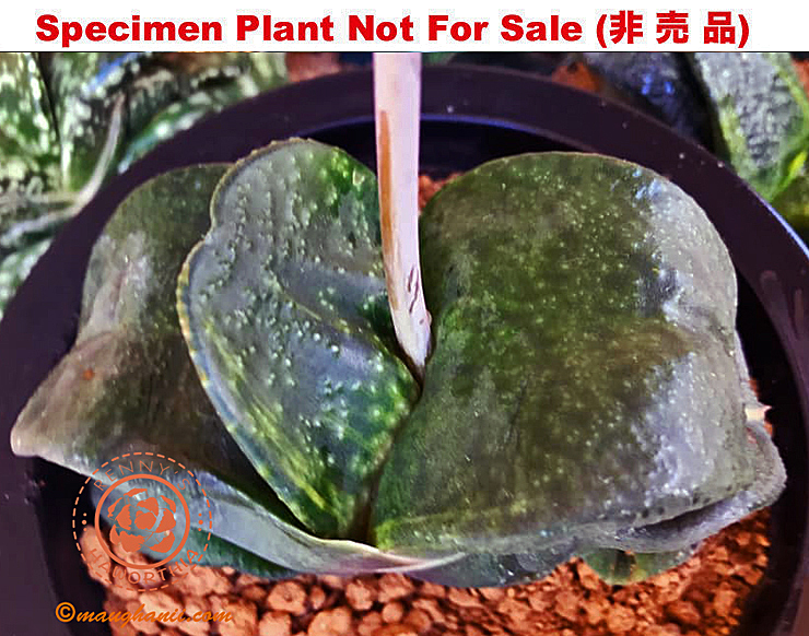 G-58 G. cv 'Moon' varie, 20 fresh seeds 2024 G-58 G. cv 'Moon' varie, 20 fresh seeds 2024