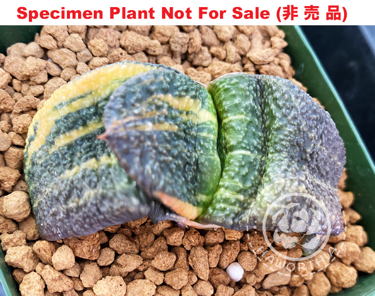 G-52 G. cv 'Pearl' gagyu varie, 20 fresh seeds 2024 G-52 G. cv 'Pearl' gagyu varie, 20 fresh seeds 2024