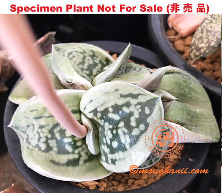 G-54 G. cv 'Pegasus', 20 fresh seeds 2024 G-54 G. cv 'Pegasus', 20 fresh seeds 2024