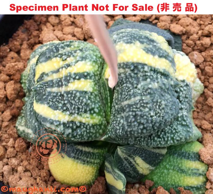 G-49 G. cv 'Pokemon' varie, 20 fresh seeds 2024 G-49 G. cv 'Pokemon' varie, 20 fresh seeds 2024