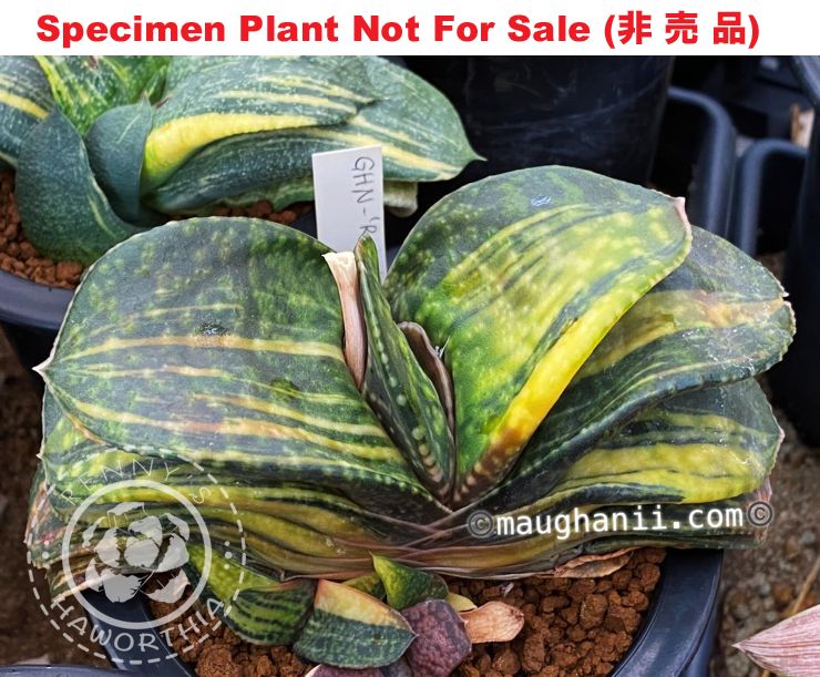 G-64 G. cv 'Rainbow' varie, 20 fresh seeds 2024 (9/15) G-64 G. cv 'Rainbow' varie, 20 fresh seeds 2024 (9/15)
