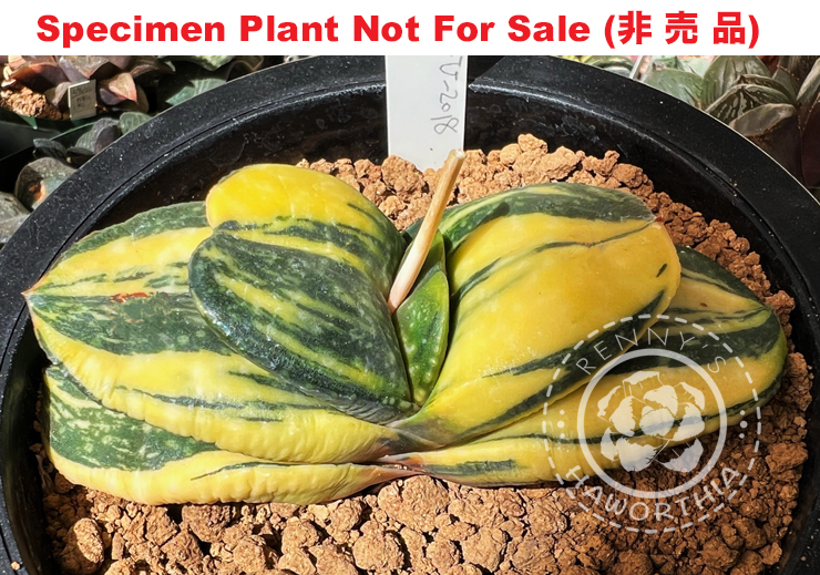 G-70 G. cv 'Set U 2018', 20 fresh seeds 2024 G-70 G. cv 'Set U 2018', 20 fresh seeds 2024