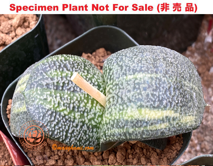 G-62 G. cv 'Snow White' varie, 20 fresh seeds 2024 G-62 G. cv 'Snow White' varie, 20 fresh seeds 2024