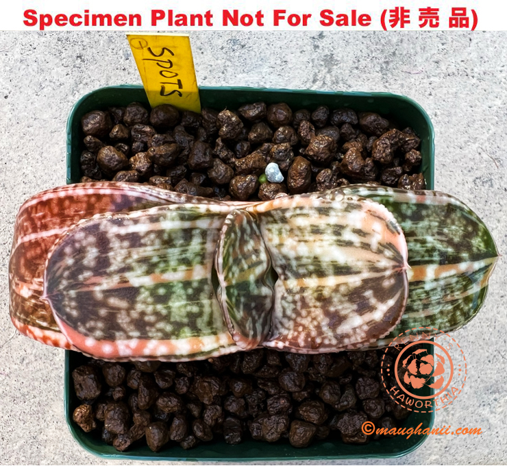 G-56 G. cv 'Spots' varie, 20 fresh seeds 2024 G-56 G. cv 'Spots' varie, 20 fresh seeds 2024