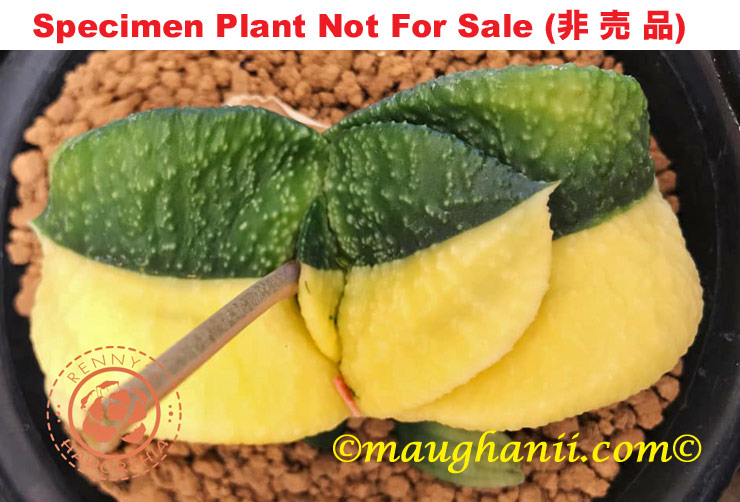 G-76 G. cv 'Titans' varie, 20 fresh seeds 2024 G-76 G. cv 'Titans' varie, 20 fresh seeds 2024