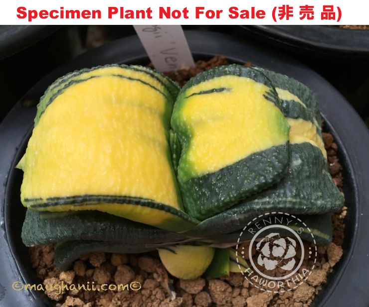 G-40 G. cv 'Venus' varie, 20 fresh seeds 2024 G-40 G. cv 'Venus' varie, 20 fresh seeds 2024