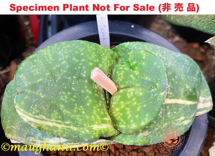 G-25 G. hyb 'Kathmando', 20 fresh seeds 2024 G-25 G. hyb 'Kathmando', 20 fresh seeds 2024