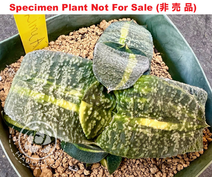 G-84 G. cv 'Lime Aid' variegate, 20 fresh seeds 2024 G-84 G. cv 'Lime Aid' variegate, 20 fresh seeds 2024