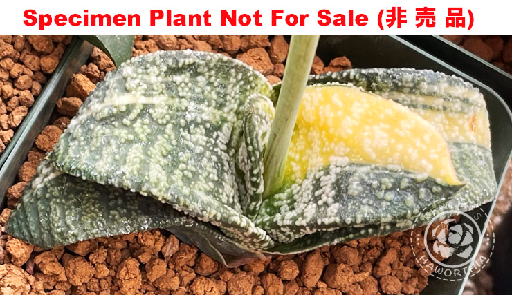 G-22 G. hyb 'Philip' variegate, 20 fresh seeds 2024 G-22 G. hyb 'Philip' variegate, 20 fresh seeds 2024