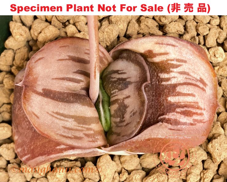G-83 G. cv 'Red Fox', 20 fresh seeds 2024 G-83 G. cv 'Red Fox', 20 fresh seeds 2024