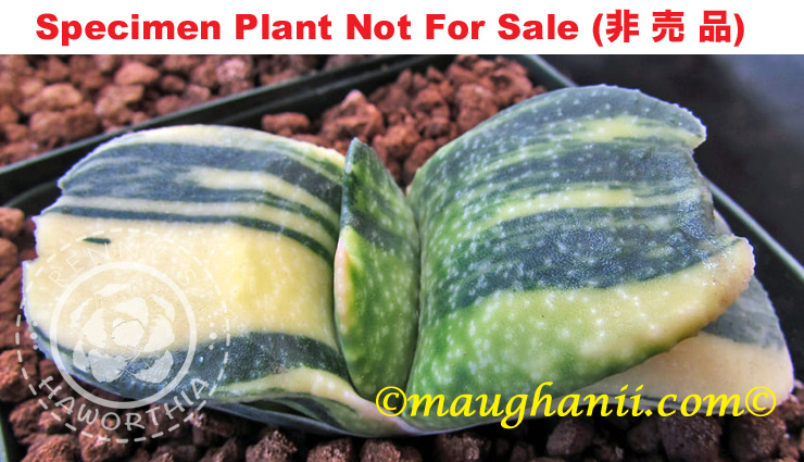 G-24 G. hyb 'Sakiware' variegate, 20 fresh seeds 2024 G-24 G. hyb 'Sakiware' variegate, 20 fresh seeds 2024