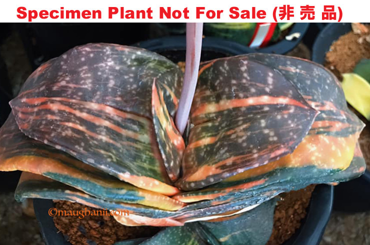 G-28 G. hyb 'Scarlet Horizon' variegate, 20 fresh seeds 2024 G-28 G. hyb 'Scarlet Horizon' variegate, 20 fresh seeds 2024