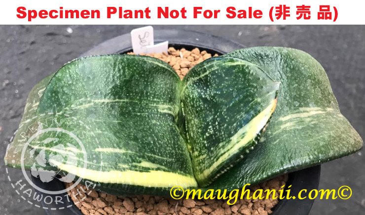 G-27 G. armstrongii 'Set Z' variegate, 20 fresh seeds 2024 G-27 G. armstrongii 'Set Z' variegate, 20 fresh seeds 2024