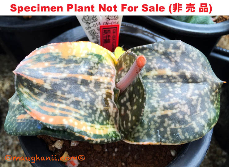G-73 G. cv 'GN-014' varie, 20 fresh seeds 2024 G-73 G. cv 'GN-014' varie, 20 fresh seeds 2024