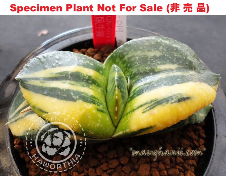 G-38 G. cv 'Barcelona' variegate, 20 fresh seeds 2024 G-38 G. cv 'Barcelona' variegate, 20 fresh seeds 2024