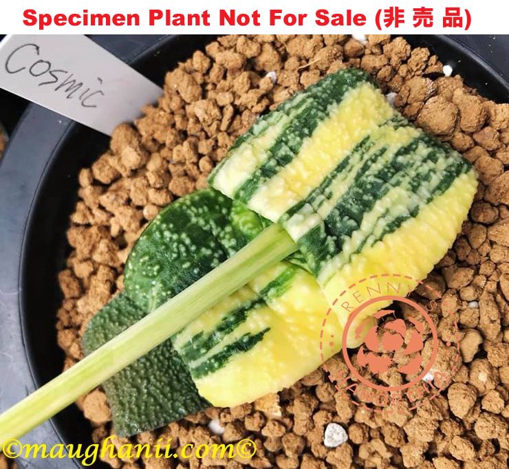 G-67 G. cv 'Cosmic', 20 fresh seeds 2024 G-67 G. cv 'Cosmic', 20 fresh seeds 2024