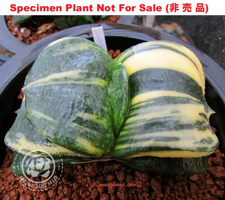 G-69 G. armstrongii 'France' varie, 20 fresh seeds 2024 G-69 G. armstrongii 'France' varie, 20 fresh seeds 2024