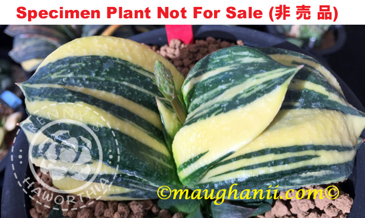 G-57 G. cv 'Helios' varie, 20 fresh seeds 2024 G-57 G. cv 'Helios' varie, 20 fresh seeds 2024