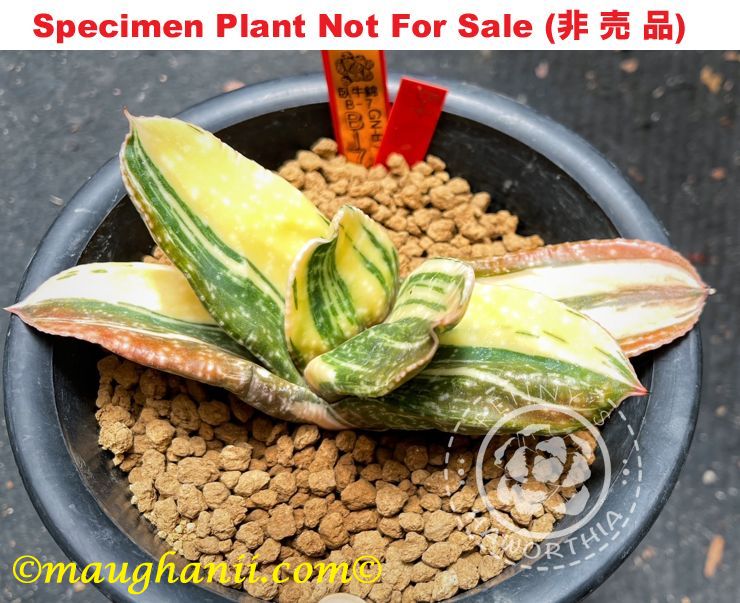 G-26 G. armstrongii 'B-7' variegate, 20 fresh seeds 2024 G-26 G. armstrongii 'B-7' variegate, 20 fresh seeds 2024