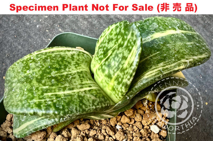 G-86 G. hyb 'Raffles' variegate, 20 fresh seeds 2024 G-86 G. hyb 'Raffles' variegate, 20 fresh seeds 2024