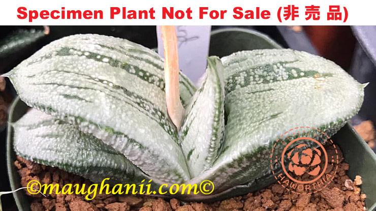 G-21 G. hyb 'Blue Sand', 20 fresh seeds 2024 G-21 G. hyb 'Blue Sand', 20 fresh seeds 2024