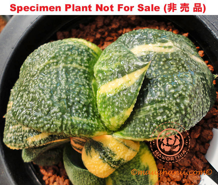 G-39 G. cv 'Utopia' varie, 20 fresh seeds 2024 G-39 G. cv 'Utopia' varie, 20 fresh seeds 2024